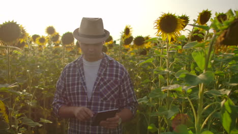 A-young-scientist-is-walking-on-a-field-with-a-lot-of-big-sunflowers-in-summer-day-and-writes-its-properties-to-his-electronic-tablet.